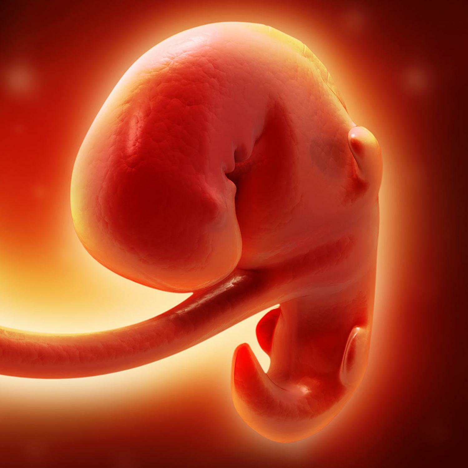 6 неделя что происходит с малышом. Плод на 4 неделе беременности. Эмбрион на 4 неделе беременности. Плод на 4-6 неделе беременности. Зародыш 3-4 недели беременности.