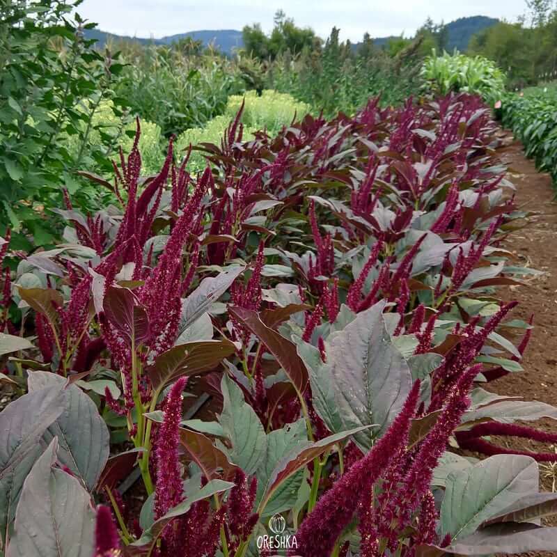 Seeds of Amaranth (Amaranthus) — 100 pcs
