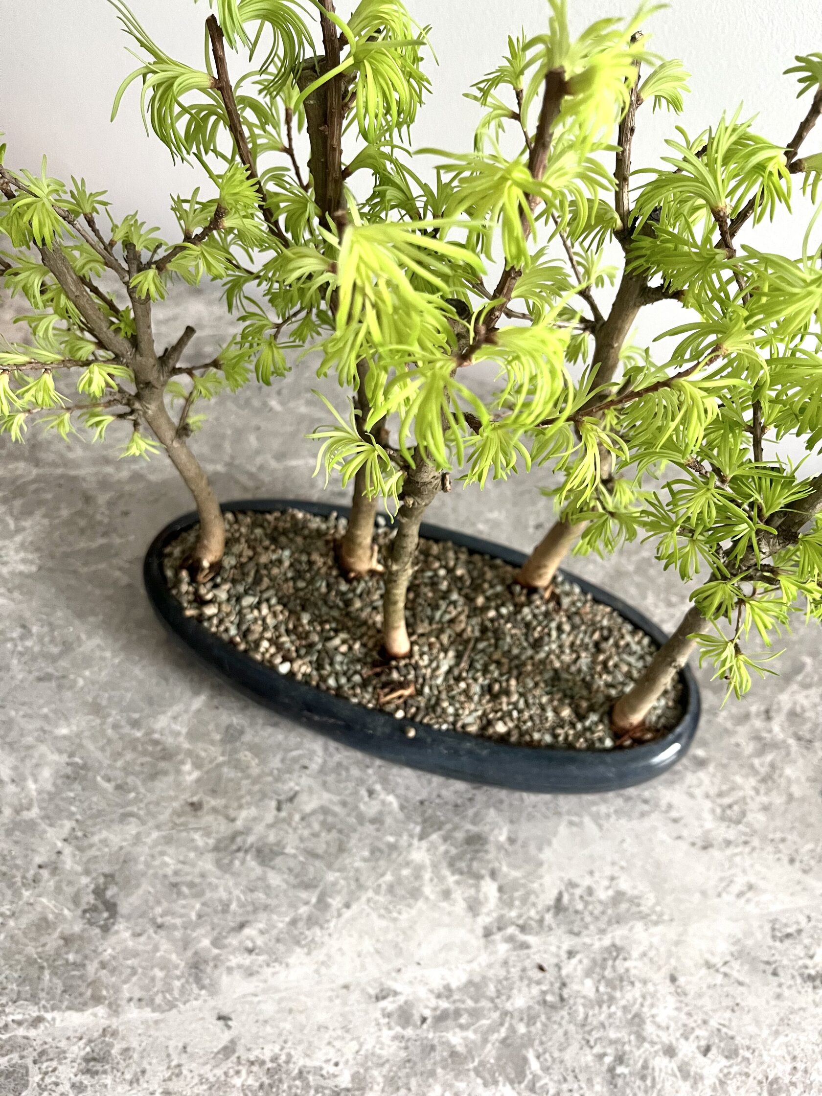 Магазин Бонсай Bonsai Point