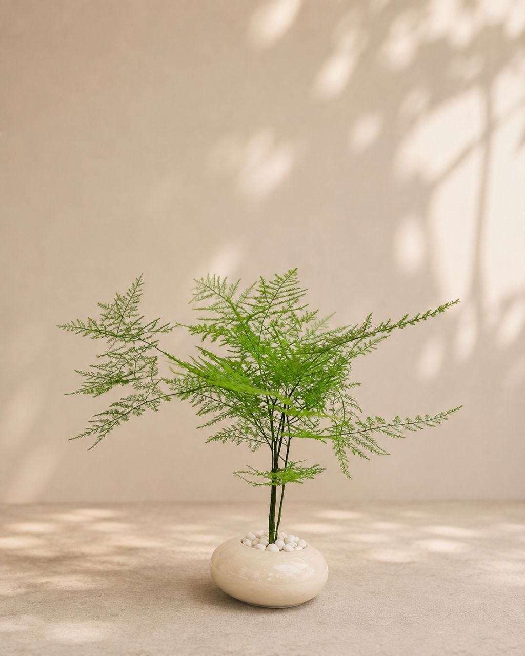 Asparagus sp.