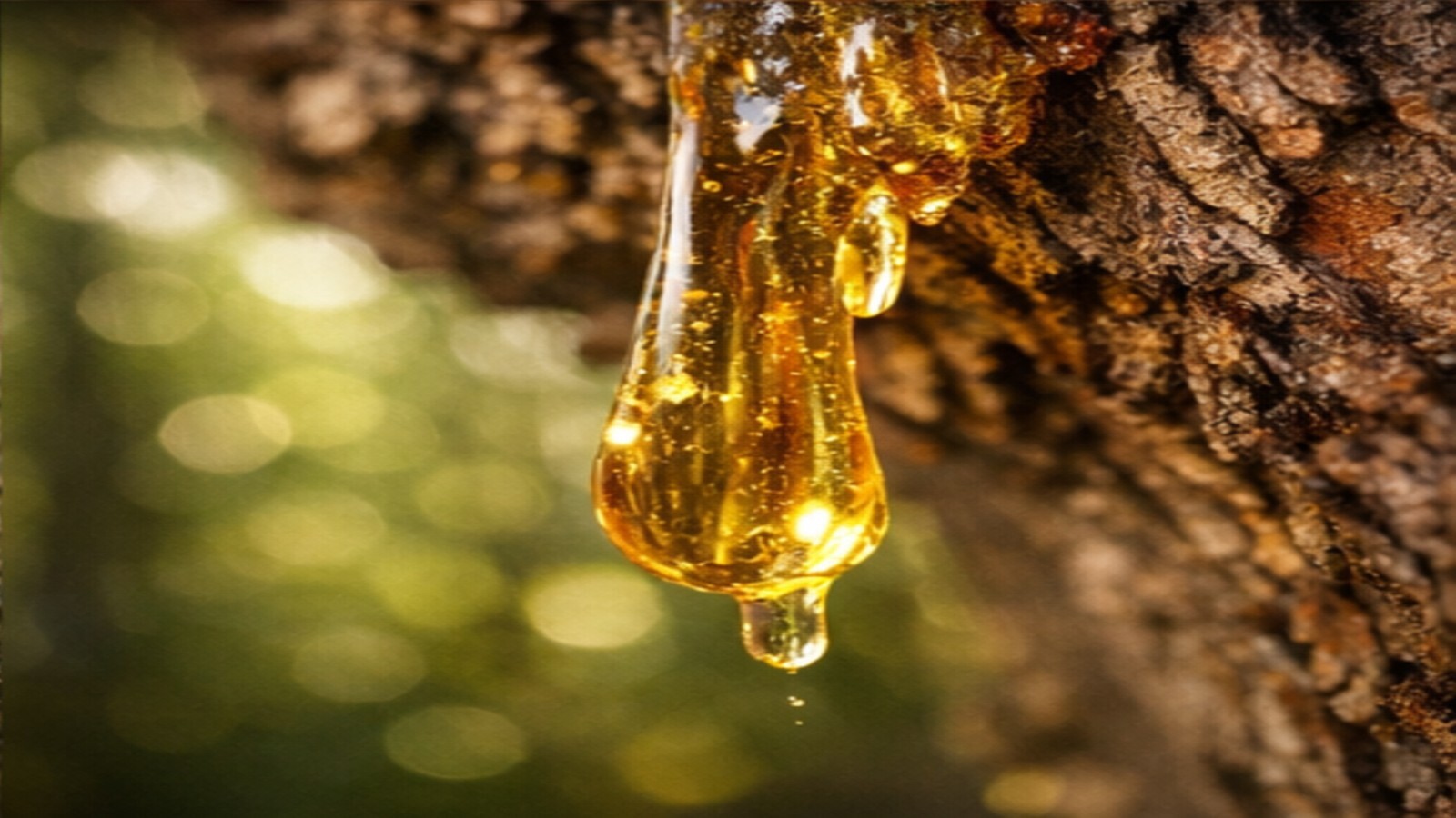 tree resin dripping on bark in sunlight macro