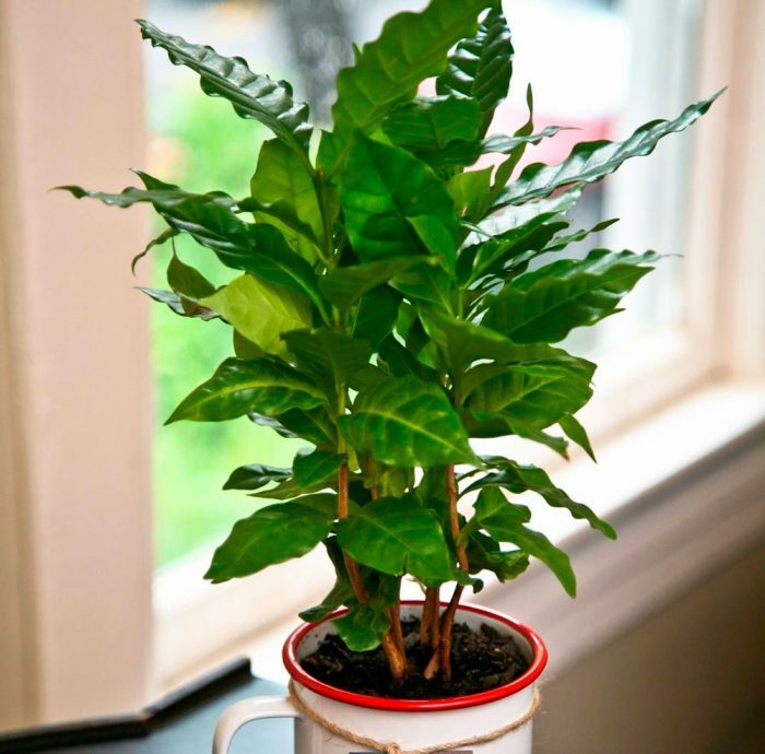 Кофейное дерево арабика уход в домашних условиях