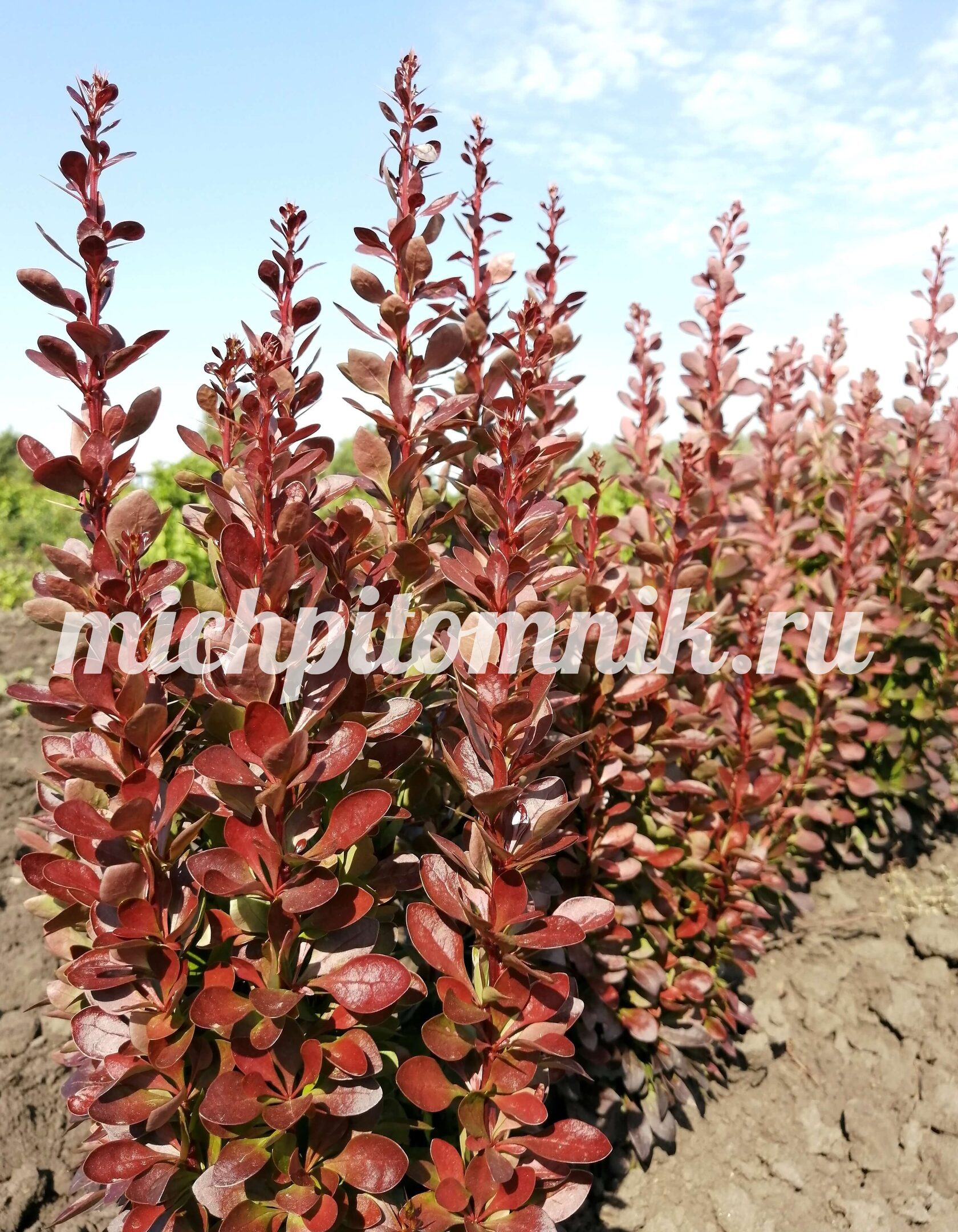 Барбарис Тунберга "Red Rocket" (Ред рокет)