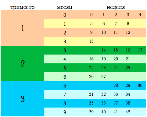 беременность по неделям и месяцам