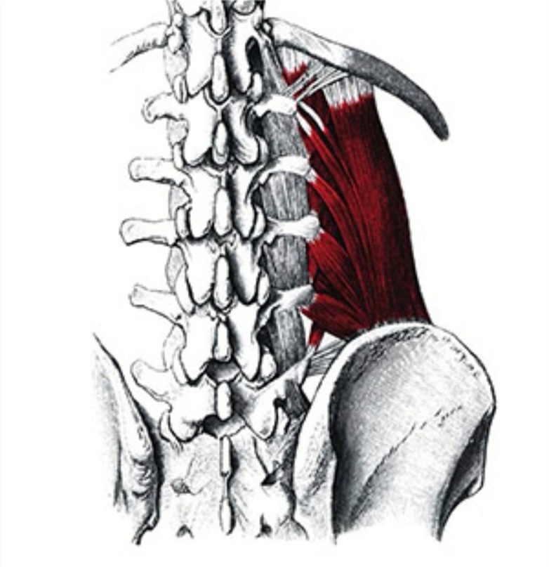 M Intertransversarii laterales Lumborum