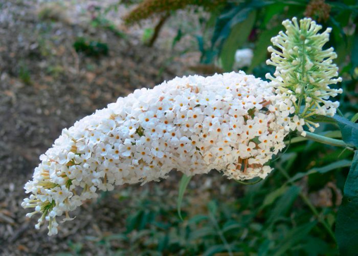 Будлея белоцветковая (Buddleja albiflora) 