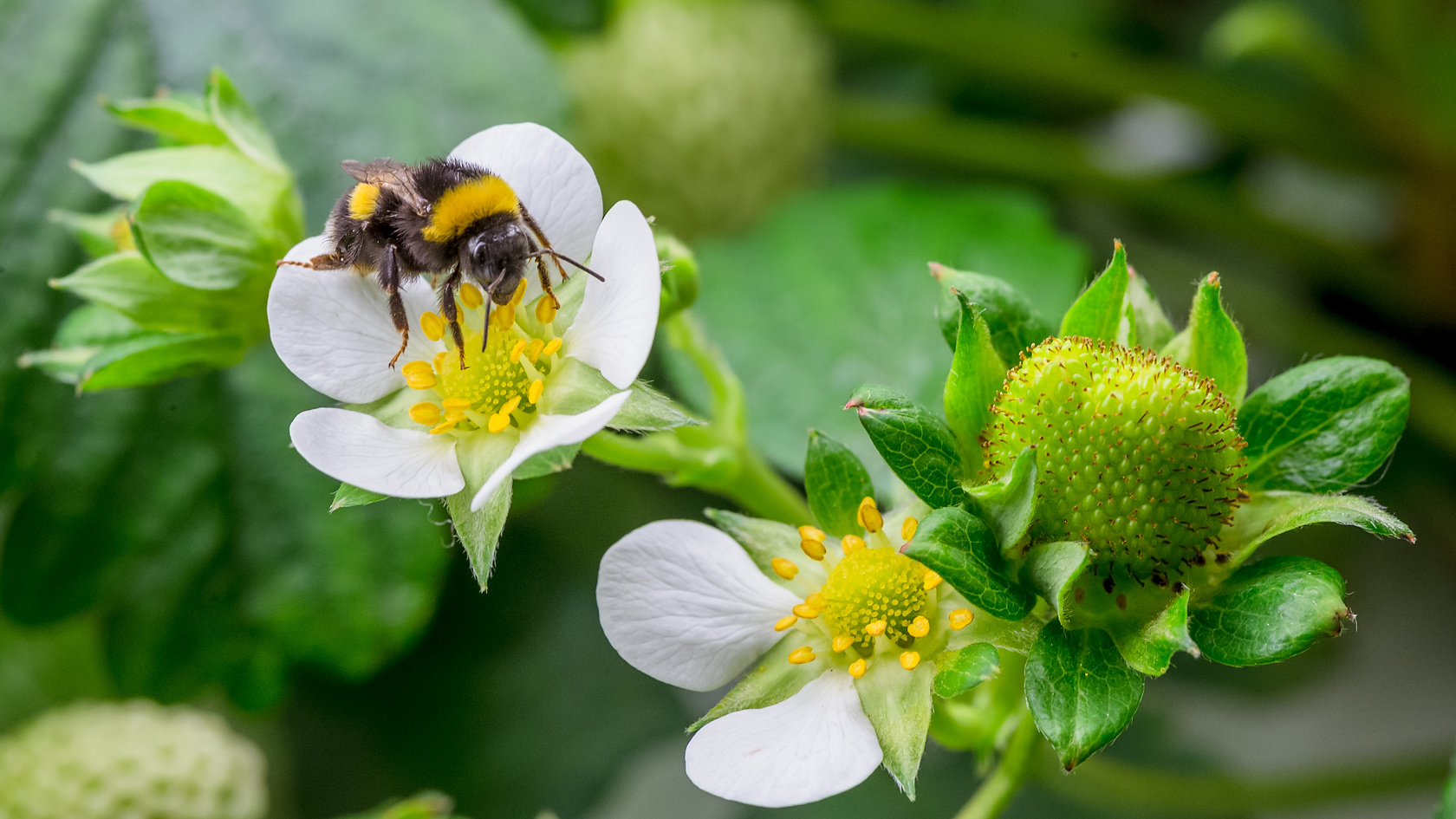 Vertical Farming and the Future of Agriculture