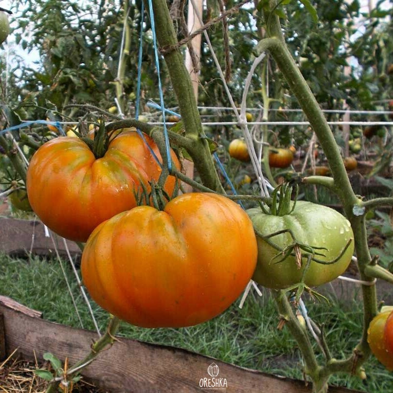 Seeds of Tomato Yellow Pineapple (solanum lycopersicum) — 10 pcs