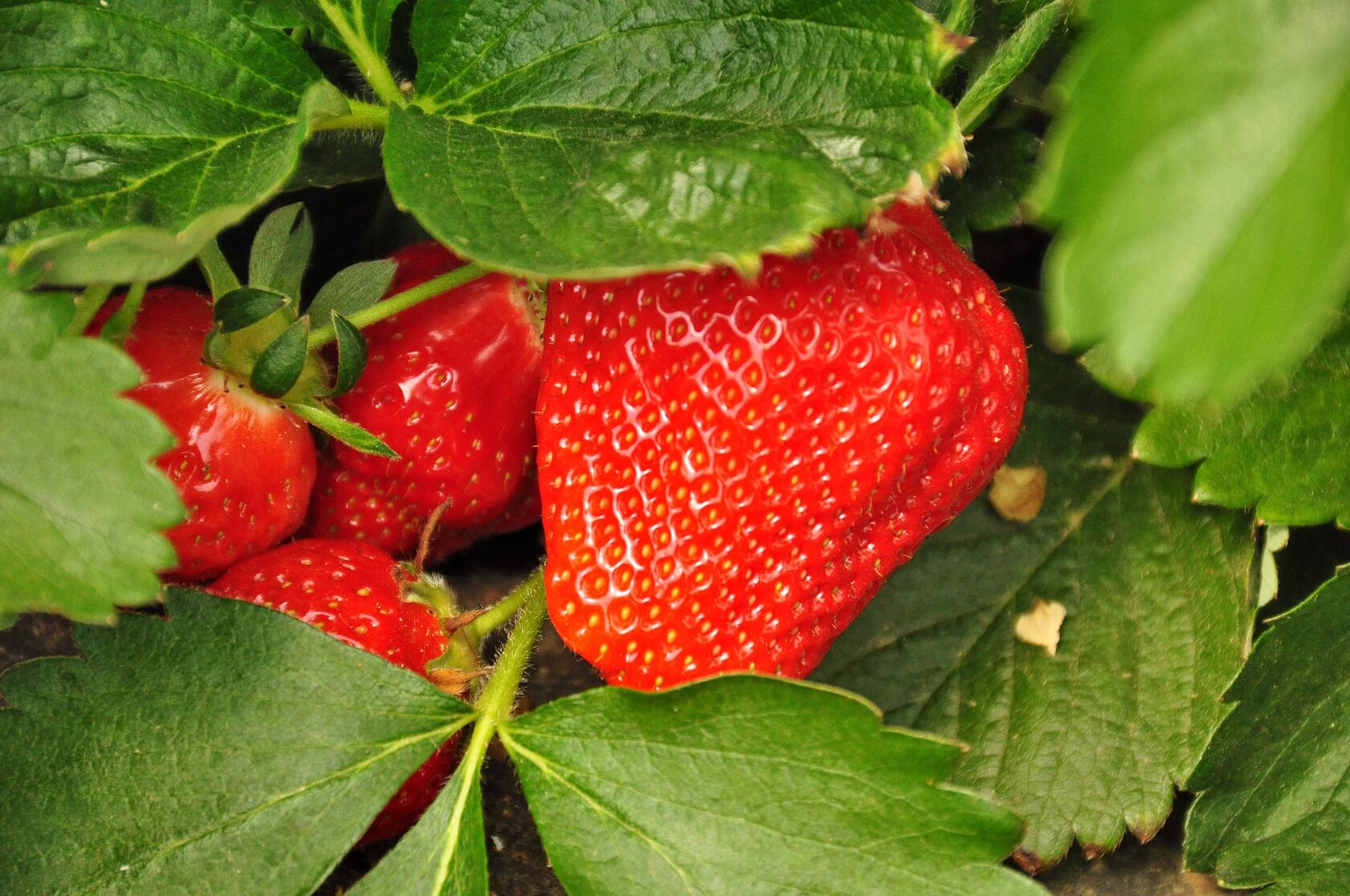 клубника крымская ремонтантная