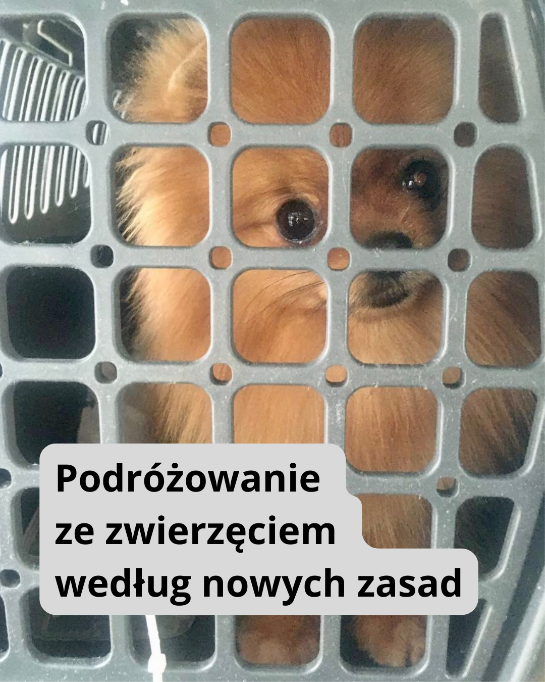 Nowe przepisy UE dotyczące niekomercyjnego przemieszczania psów, kotów i fretek od 22 kwietnia 2026 roku