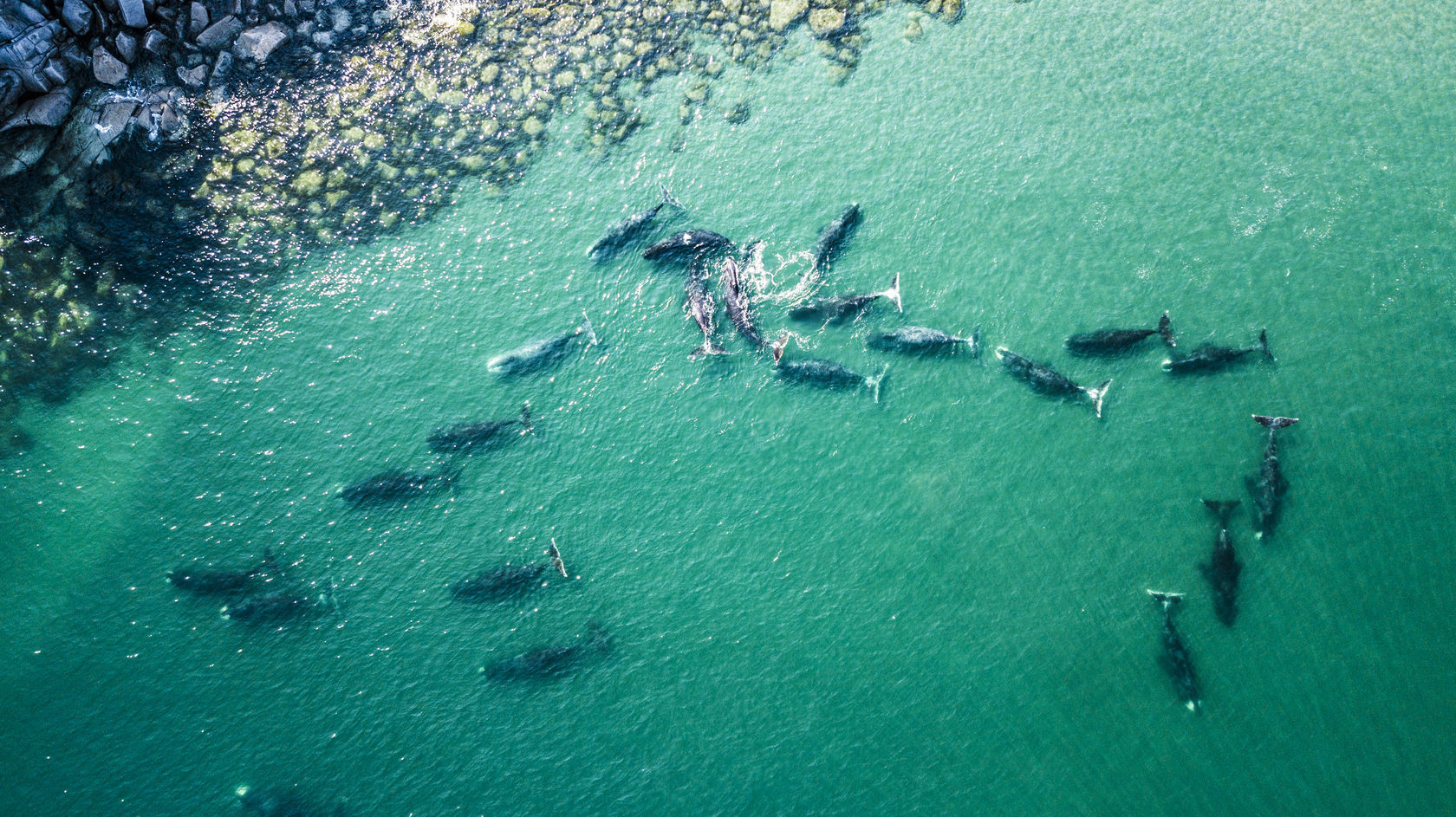 Шантарские острова бухта китов