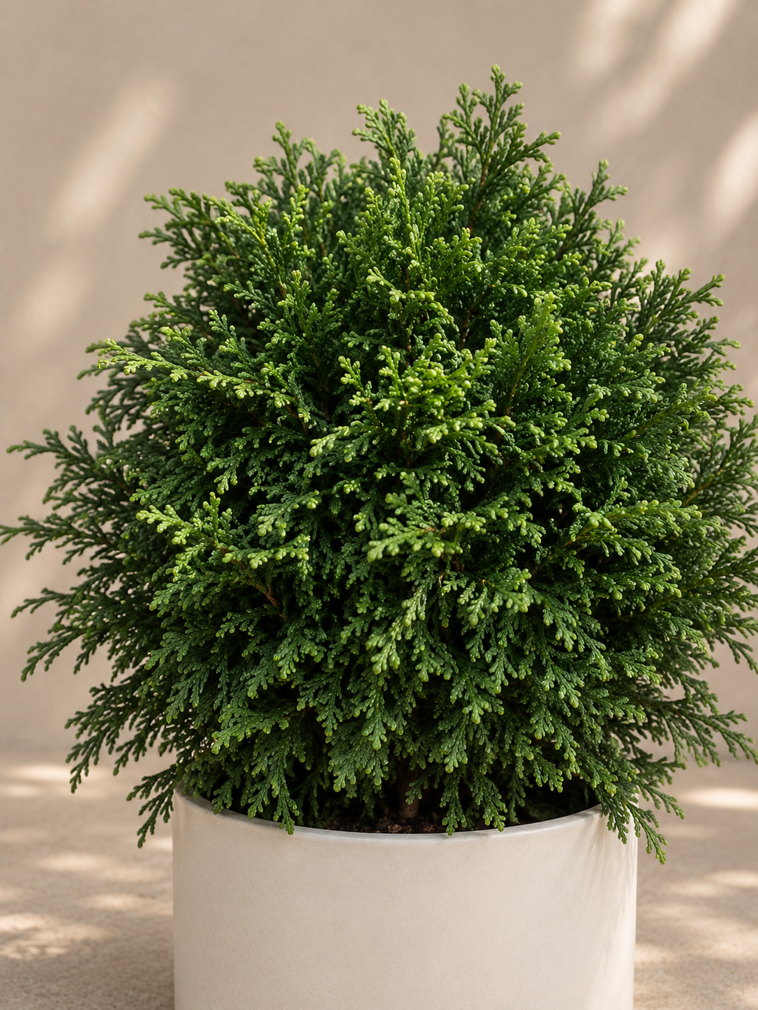Thuja Green Bubble