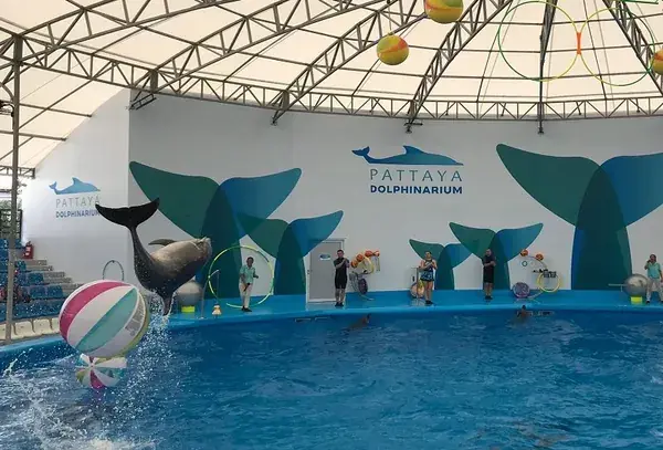 Бассейн Pattaya Dolphinarium под навесом