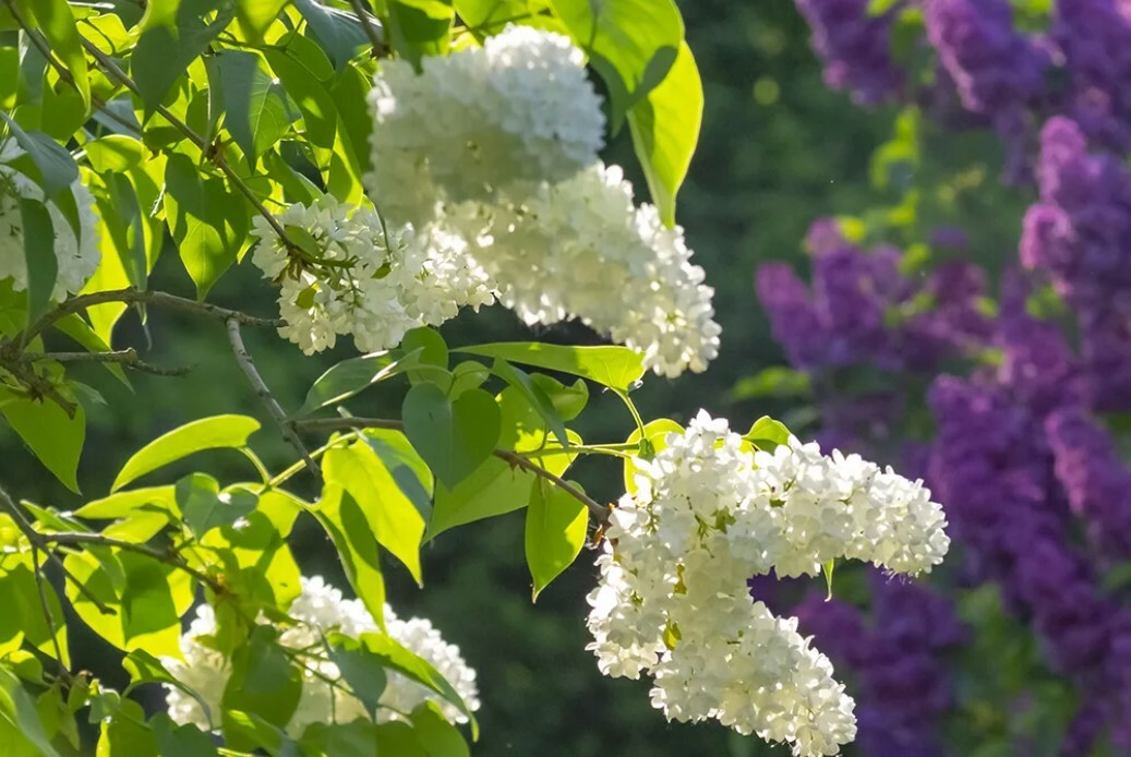 Цветёт черёмуха солнце