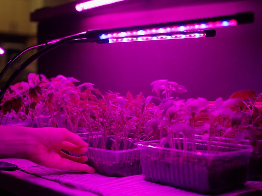 LED grow light illuminating seedlings in plastic trays, with a hand adjusting the setup, emphasizing indoor gardening and seed starting techniques.
