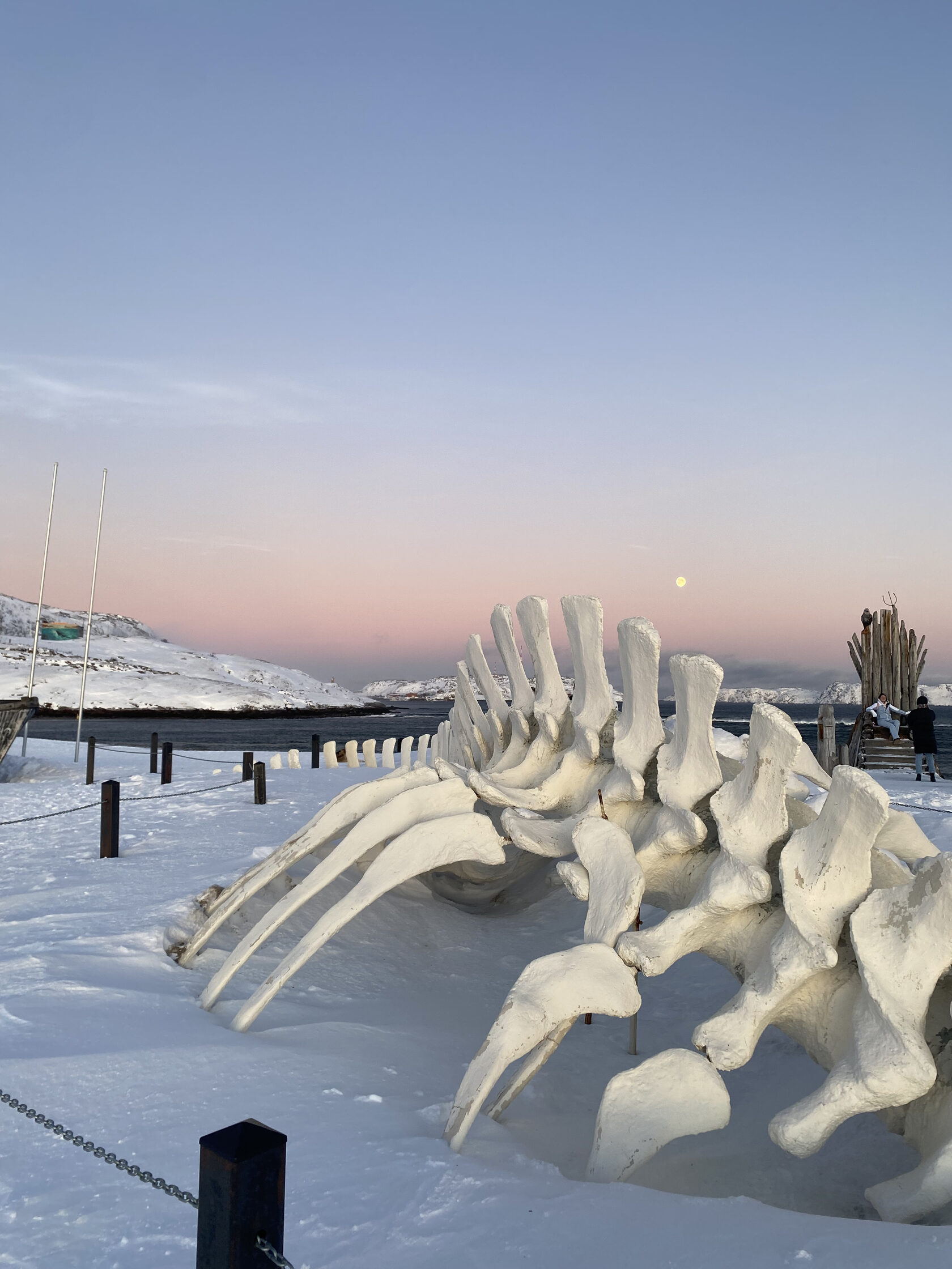 Посмотреть на китов в Мурманске экскурсии