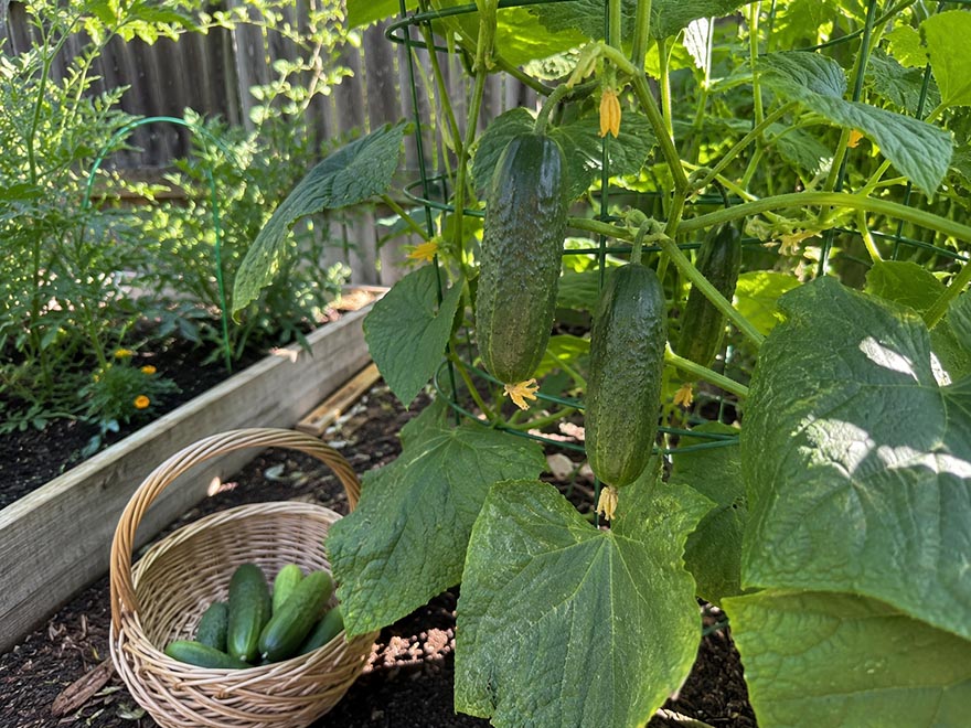 Cucumber plant on a trellis with young fruit at picking size