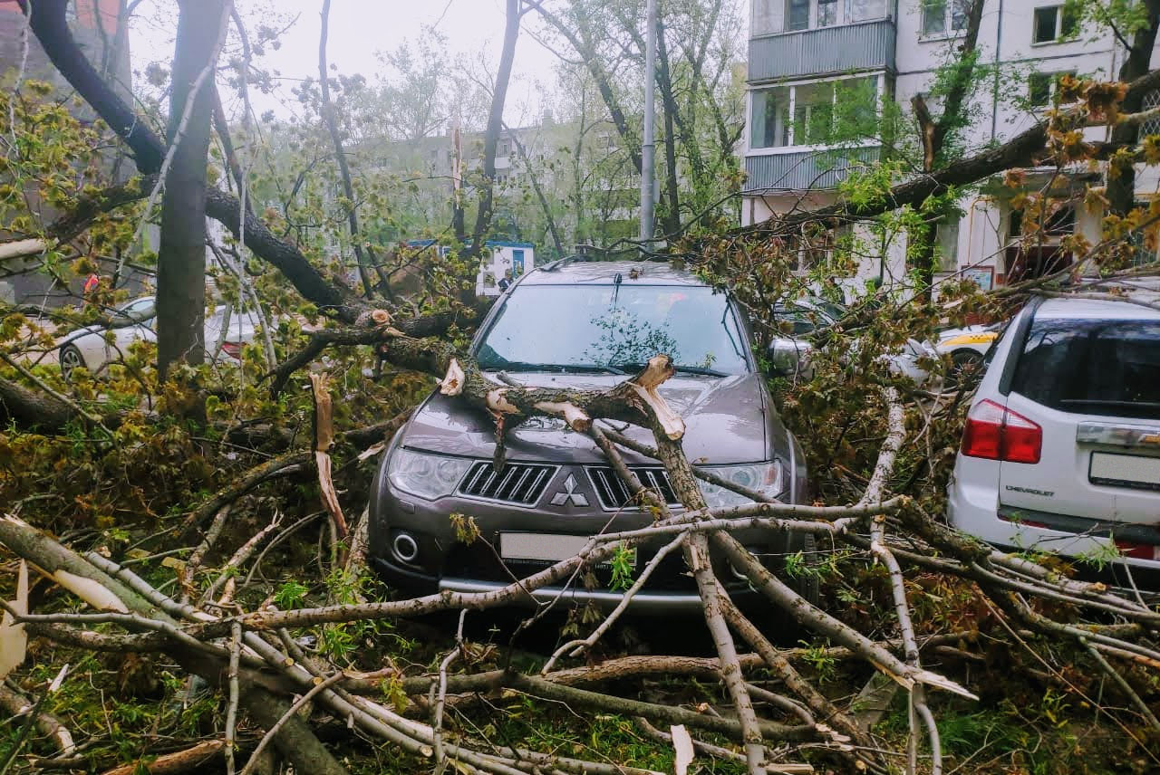 Экспертиза упавшего на автомобиль дерева