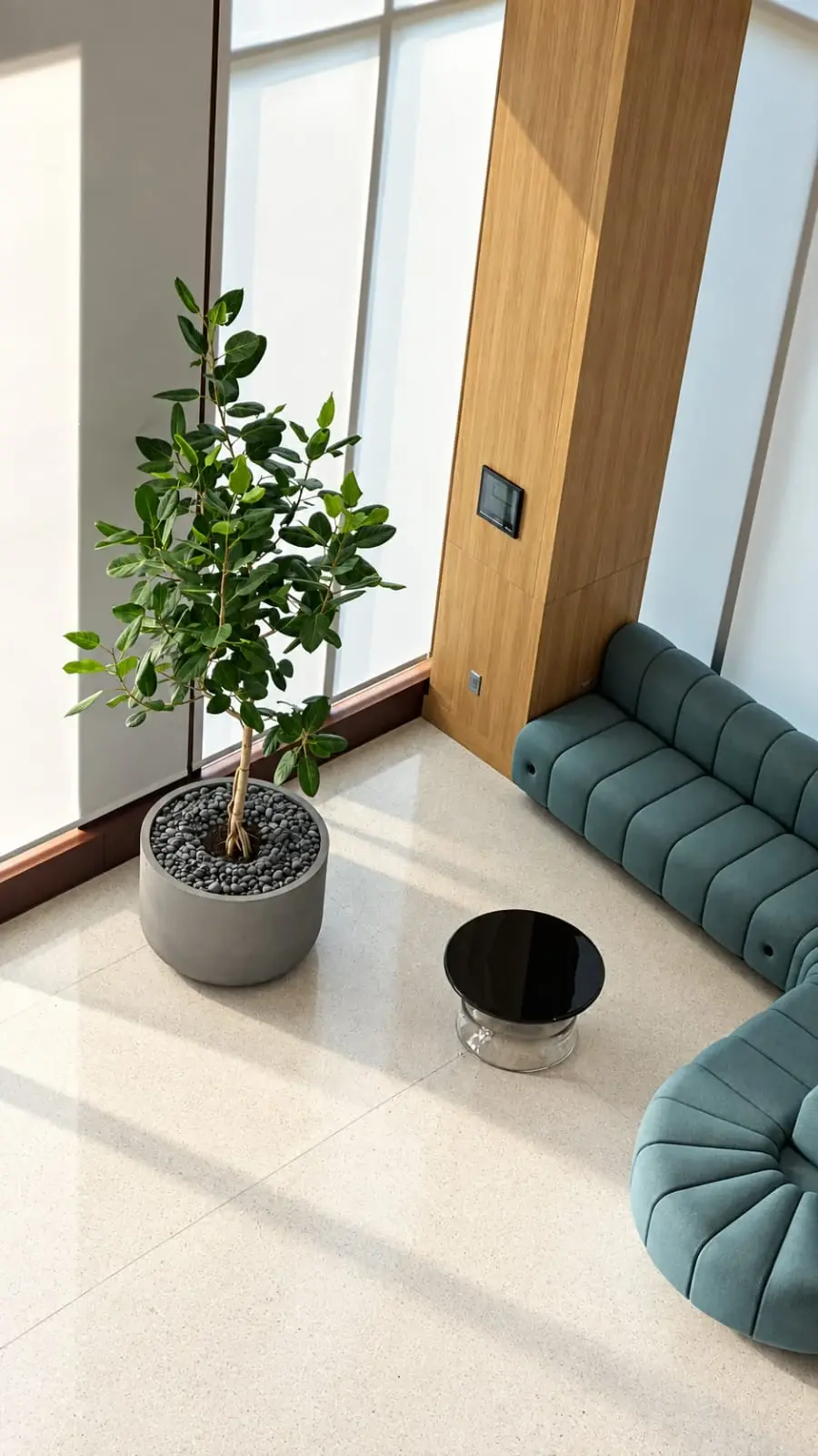 A ficus in a gray planter beside a teal lounge sofa and a black side table, seen from above