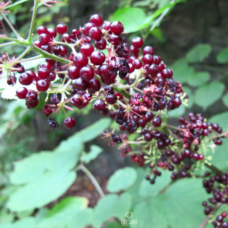 Aralia racemosa