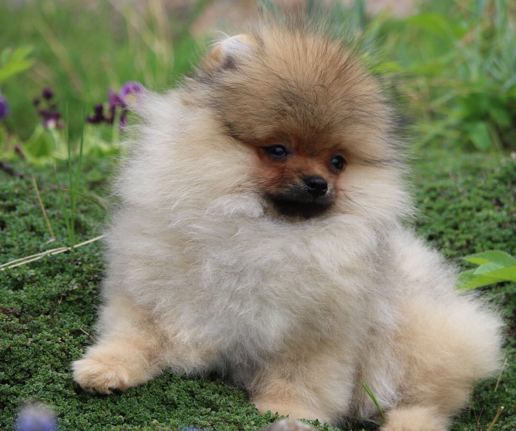 Teacup Pomeranian puppies for sale in Los Angeles and New York.