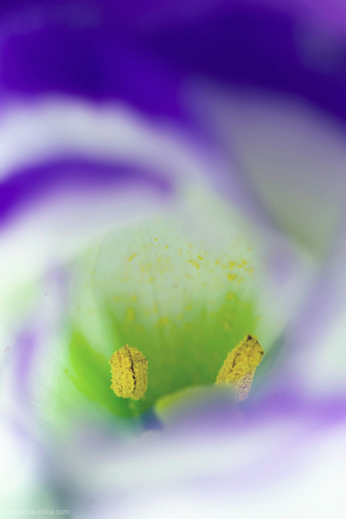 macro, macro flower, macro art, anna utkina, photography, macrophotograpy, floral art, макро, макрофотография, анна уткина