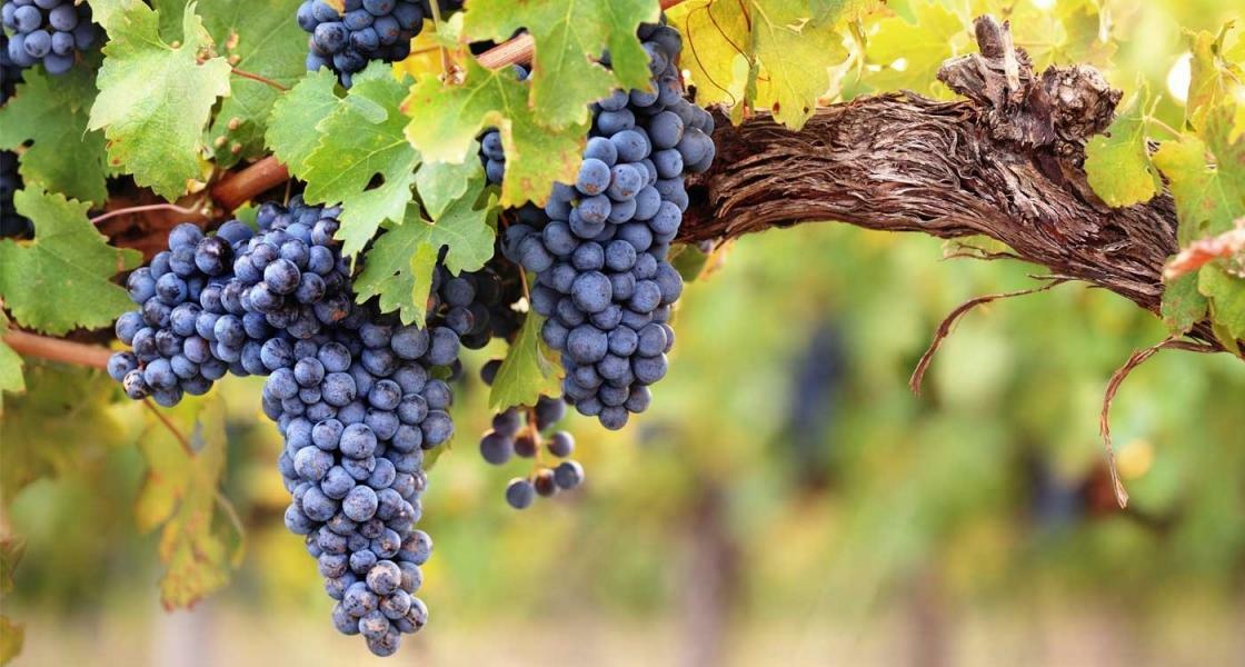 Priorat Vine Tasting Tour from Barcelona | Casamiga Events