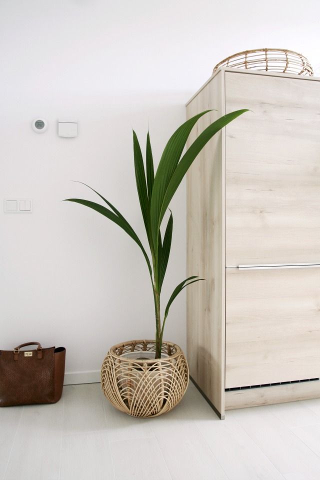 Green indoor plant in pot