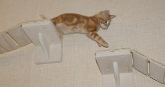 когтеточки комплексы