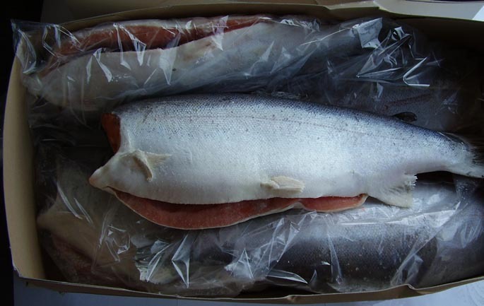 Рыба белая форель фото откуда привозят