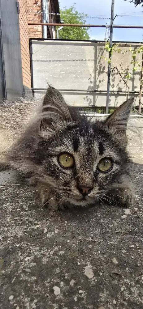 Кот Барсик