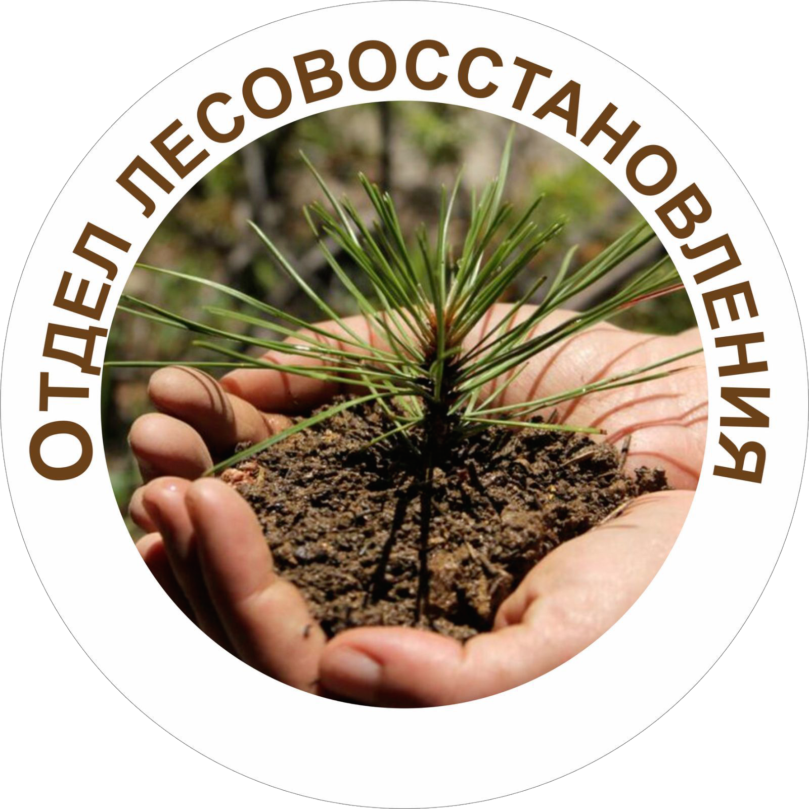 Отдел лесовосстановления