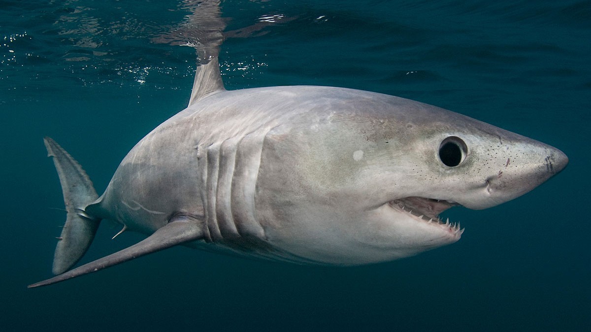 Самые страшные и опасные среди акул. ФОТО