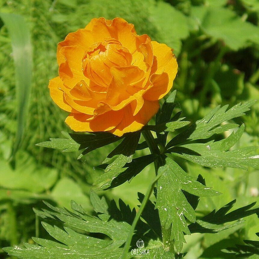 Купальница азиатская Trollius asiaticus