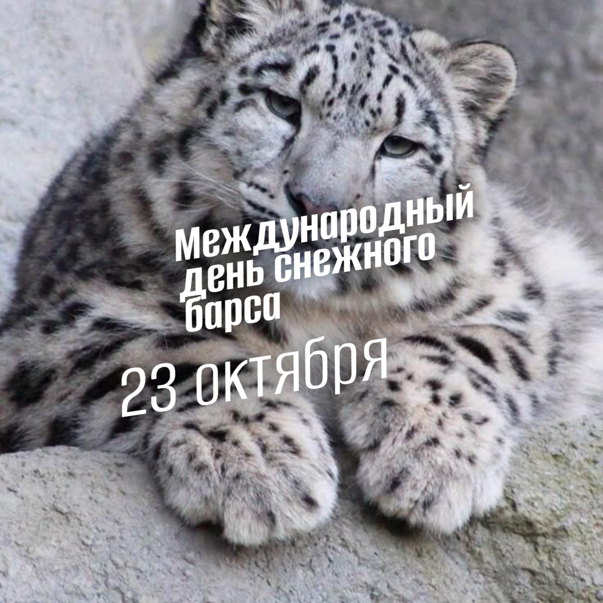 Международный день снежного барса 23 октября geek hostel prazdniki