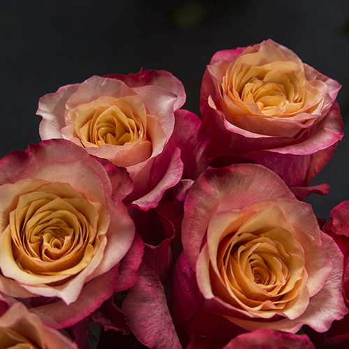 Роза, сорт двухцветный Bogard c мощными ногами и бокалом 8+ см