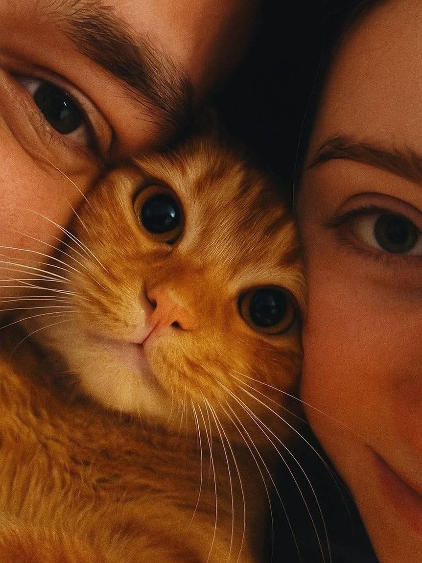 Кадр с котом, который можно напечатать