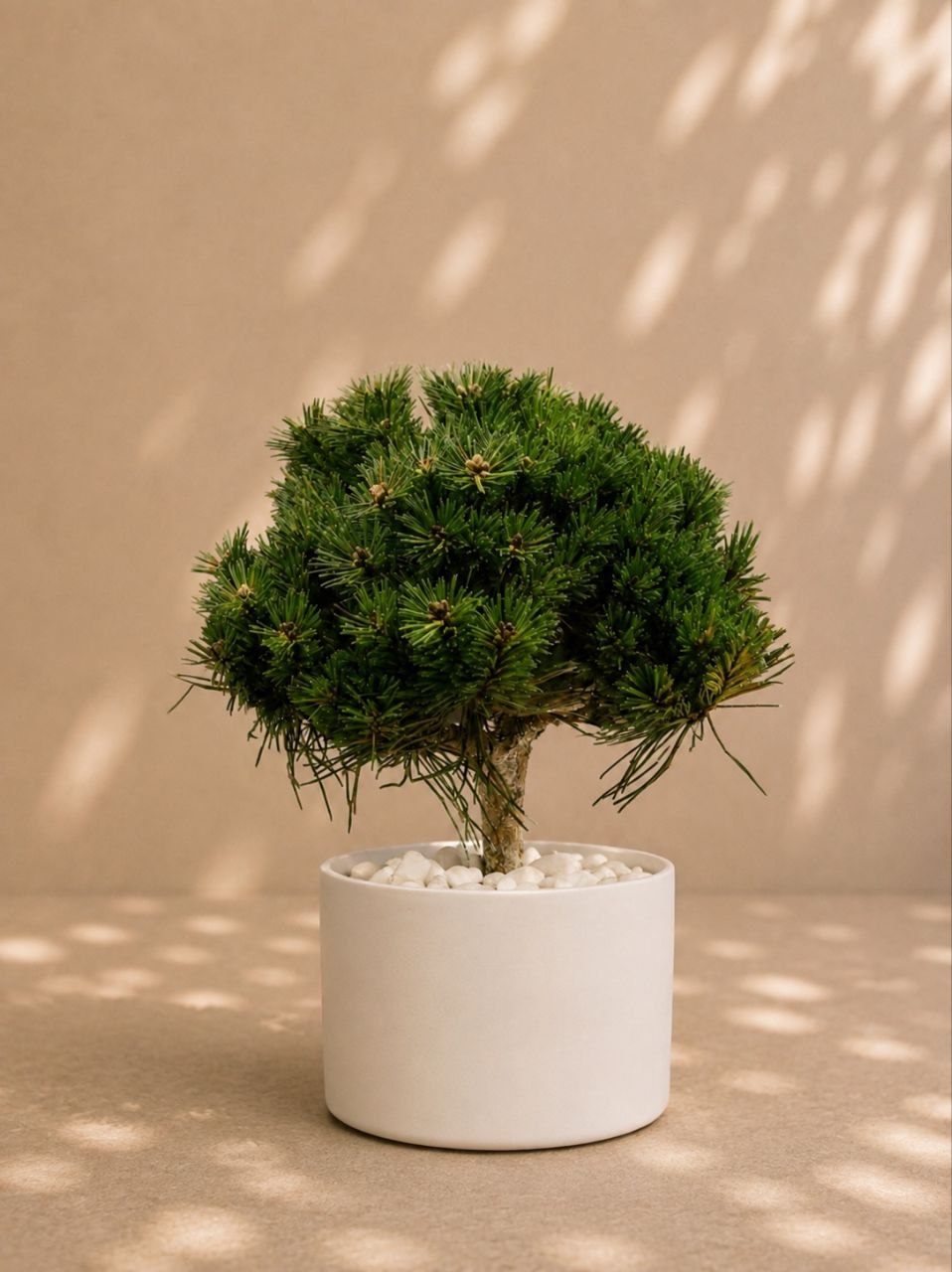 Pinus Mugo