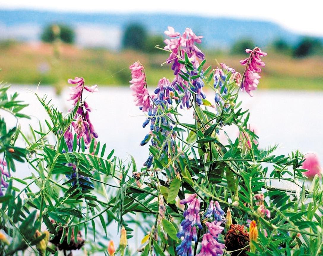 Бобовые растения компаньоны на вашем огороде