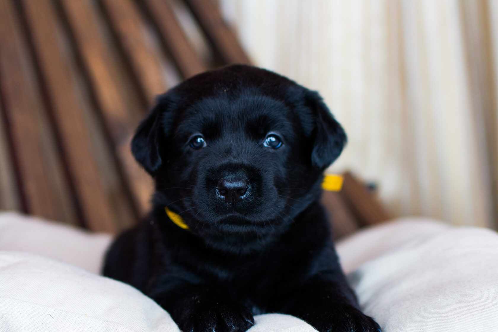 Лабрадор ретривер черный щенок 2 месяца