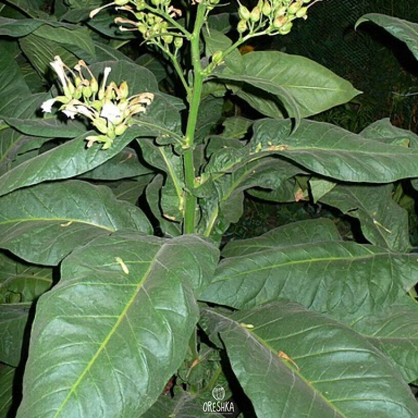 Seeds of Tobacco Black Indian (Nicotiana tabacum) — 300 pcs