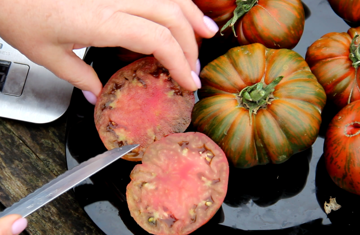 Добрый день, дорогие садоводы и огородники! Я очень люблю выращивать томаты. Каждый год высаживаю много разных новинок сортов и гибридов, примерно около ТРЁХСОТ корней.-6
