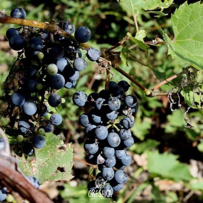 Seeds of Riverbank grape (Vitis riparia) — 15 pcs