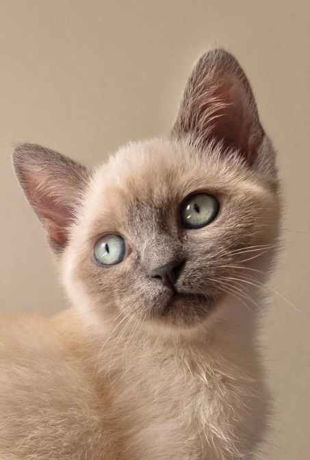 Котенок