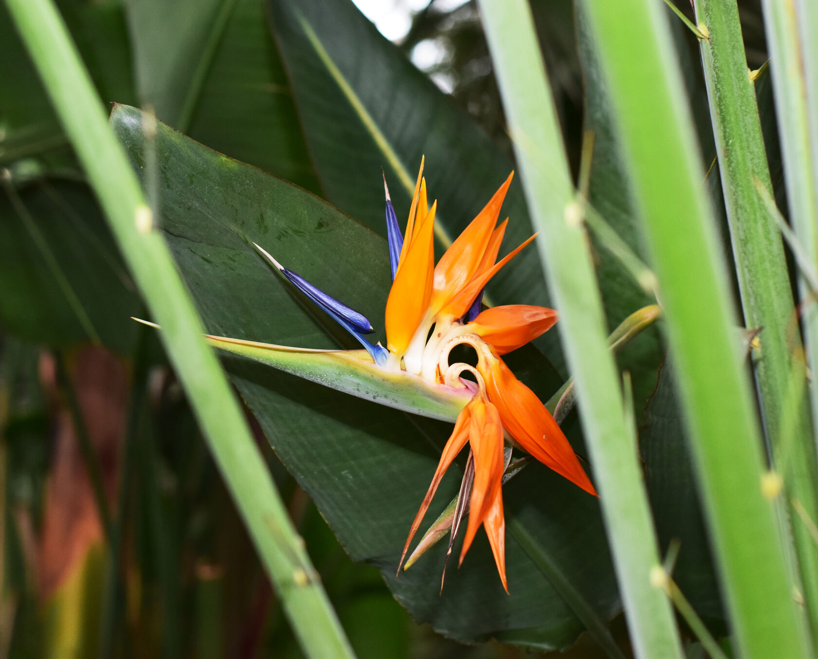 Стрелиция. Ботанический сад КемГУ. Фото Журавлевой Л.В.