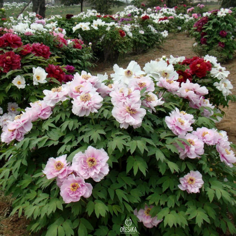 Tree Peony woody shrub structure branches