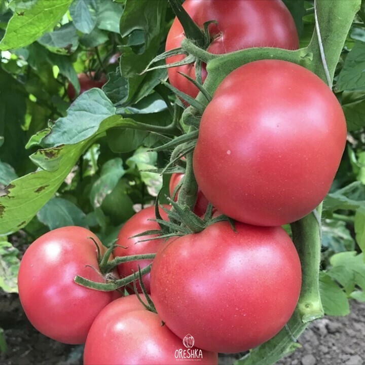 Seeds of Tomato Volgograd pink (solanum lycopersicum) — 10 pcs