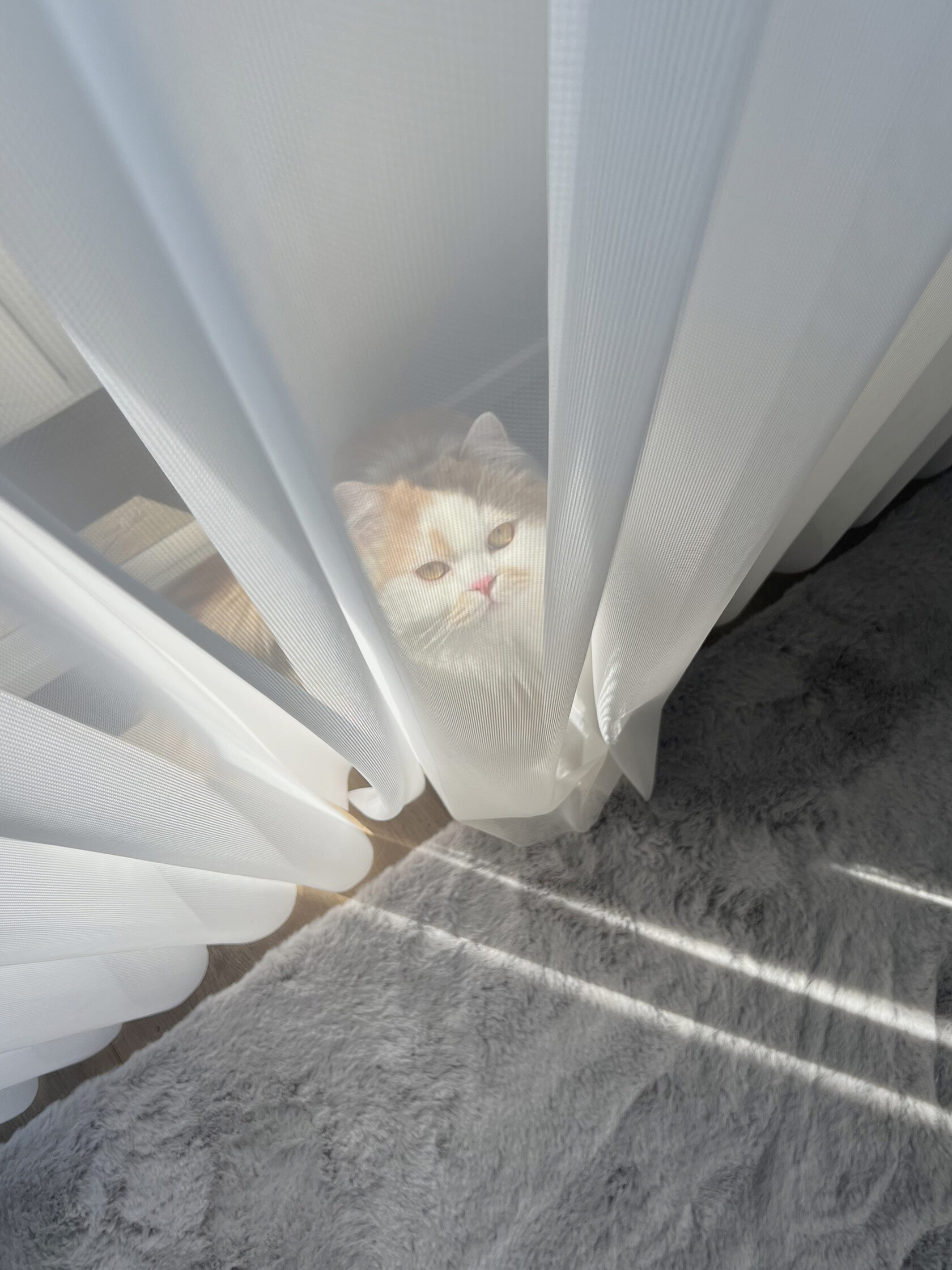 pet-friendly curtains