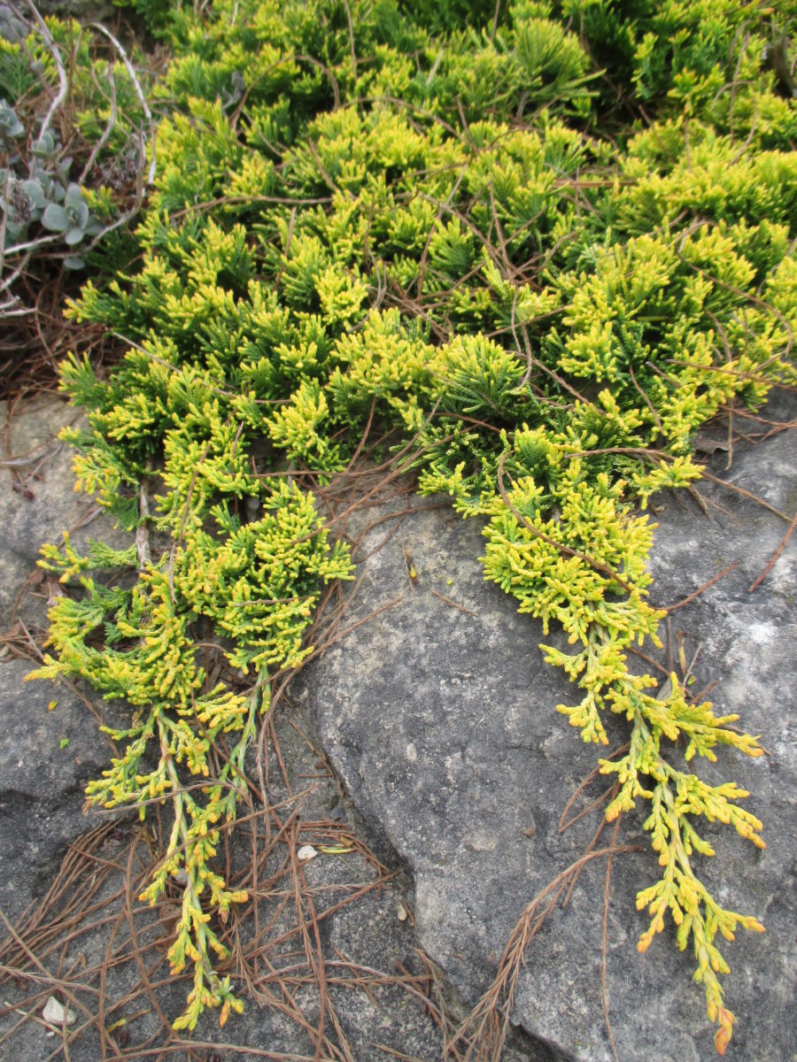 Можжевельник горизонтальный Мазе Лоуд​ (Juniperus horizontalis Mother Lode​)