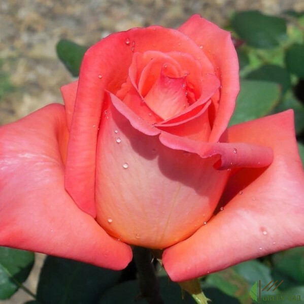 Роза бучамер фото и описание